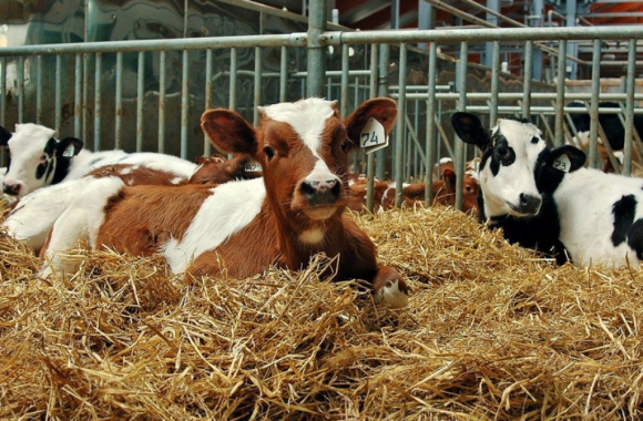 Прием документов на субсидию на содержание коров