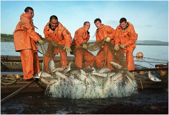 Предоставление субсидий субъектам малого и среднего предпринимательства, осуществляющим деятельность в сфере рыбного хозяйства