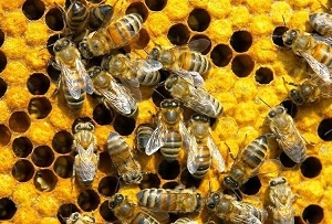 Семинар по пчеловодству