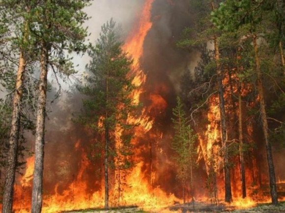 На территории Колпашевского района произошло 2 лесных пожара.