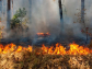 ПАМЯТКА о мерах пожарной безопасности в лесах и правилах поведения в пожароопасный период