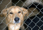 На территории Колпашевского района проводятся мероприятия по отлову безнадзорных собак